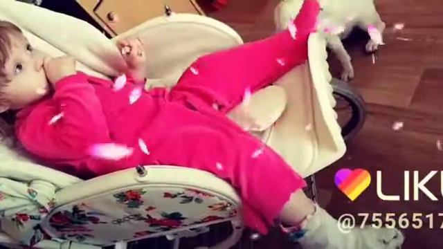 #минибультерьер #бультерьеридети#собакувкаждыйдом