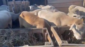 Продажа! Катумские овцы, бараны, ягнята. Омск, поселок Конезаводский, воцап 89236738007