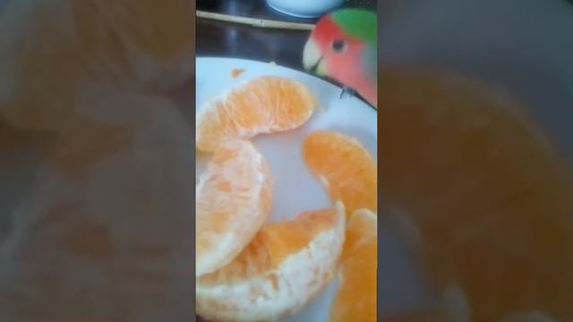 Попугай Джонни кушает апельсин. смотреть онлайн