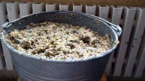 Как запарить дробленку для коровы. Пару слов о запуске коровы (сухостойном периоде).