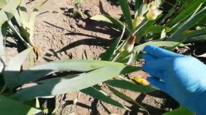 МОЯ КРАСОТА ИРИСОВ . ГОФРИРОВАННЫЕ СОРТА ЧАСТЬ 2.