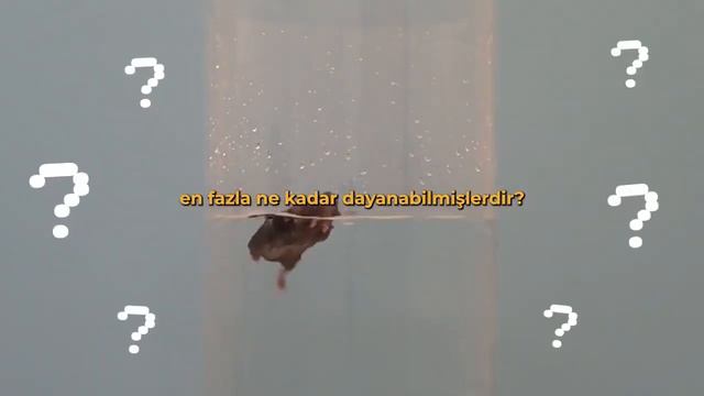 UMUT DENEYİ    Curt Richter Fare Deneyi   720P HD