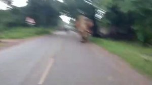 Слон переворачивает автомобиль