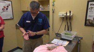 Bearded Dragon Enjoys a Roach - Exotic Pet Vet