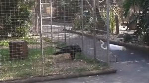 Орел схватил цаплю за клюв