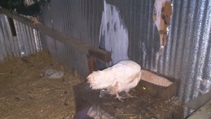 Содержание фазанов и кур. Курицы переехали в другой сарай на зимовку.