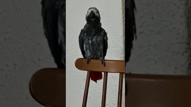 Смотреть всем на прекрасную маркизу!