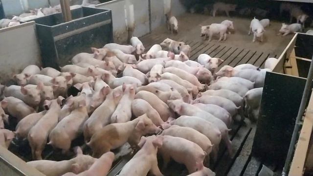 КУРС СВИНОВОДА. ВЫХОДНЫЕ Ч. 1 КОРМЛЕНИЕ смотреть онлайн