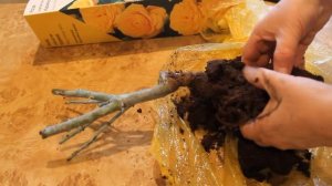 Купили саженцы розы в феврале - марте. Что делать?