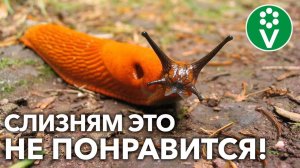 ИЗБАВЛЯЕМСЯ ОТ СЛИЗНЕЙ ПРОСТО И ЭФФЕКТИВНО! Способы, которые работают!