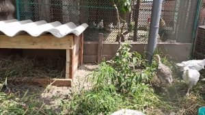 Переезд под Краснодар. Укрытие от дождя. Ежик. Улитка .Медведка.