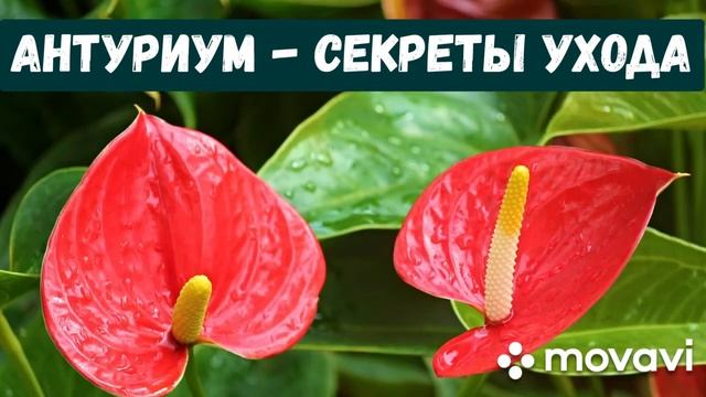 МУЖСКОЕ СЧАСТЬЕ (АНТУРИУМ) - СЕКРЕТЫ УХОДА.