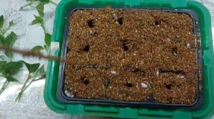 Черенкую метельчатую гортензию #Полистар .