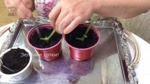 Сажаем черенки томатов на зиму.