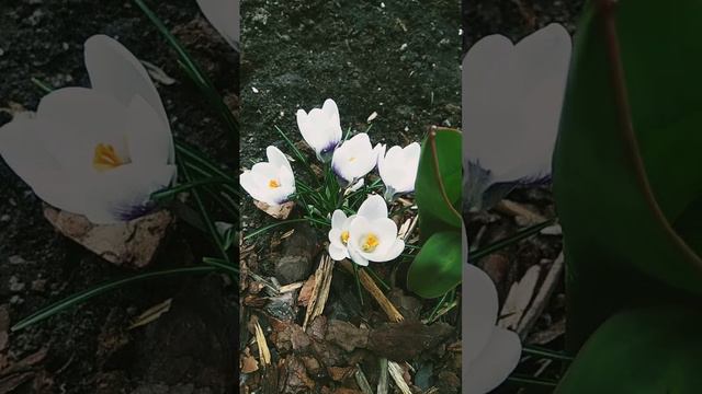 Белые крокусы. Весна ☀️