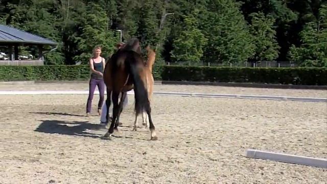 "Follow me" Fohlenjahrgang 2013 (Samba Hit I x Feu dór) смотреть онлайн