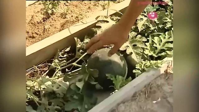 Выращивание бахчевых. Отзыв о сортах арбузов и дынь. Урожайные тыквы #urozhainye_gryadki