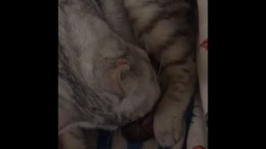 Первые роды шотландской кошки