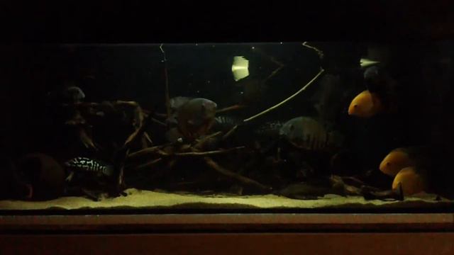 Гексомитоз у цихлид, почему я не обновлял видео? смотреть онлайн