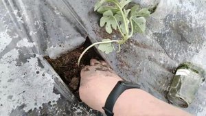 Высадка рассады арбузов в грунт. 23.05.22г