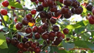 Вишня обыкновенная Новелла (prunus cerasus novella) ? обзор: как сажать, саженцы вишни Новелла