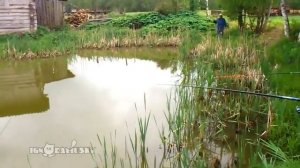 Кот ворует рыбу у рыбака прямо с крючка! Ambush fishing