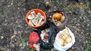 Сыроежки, подосиновики, белые, маслята, грузди, подберёзовики, обабки, зонтики, шампиньоны, опята.