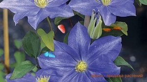 Клематис крупноцветковый Фуджимусум (clematis) ? обзор: как сажать, саженцы клематиса Фуджимусум