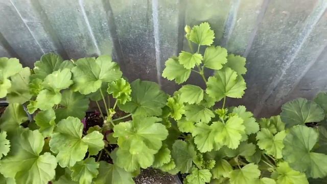 ОБЗОР СОРТОВ ПЕЛАРГОНИЙ. Освобождаю теплицу от цветов. смотреть онлайн