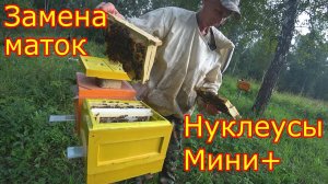 МИНИ+ итоги сезона. Замена маток в основных семьях