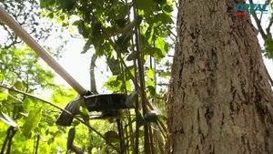 Lithium String Trimmer And Brush Cutter TSTLI20018