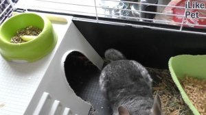 7 причин завести шиншиллу