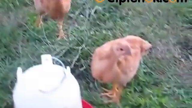 Куры породы Редбро - Redbro смотреть онлайн