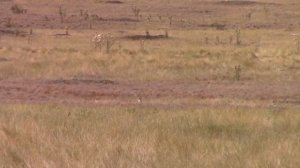 Prairie Dogs with the 15LBer Part #2