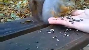 Московская белка кушает с рук