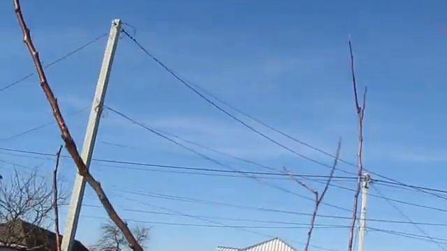 Классическая обрезка абрикоса. смотреть онлайн