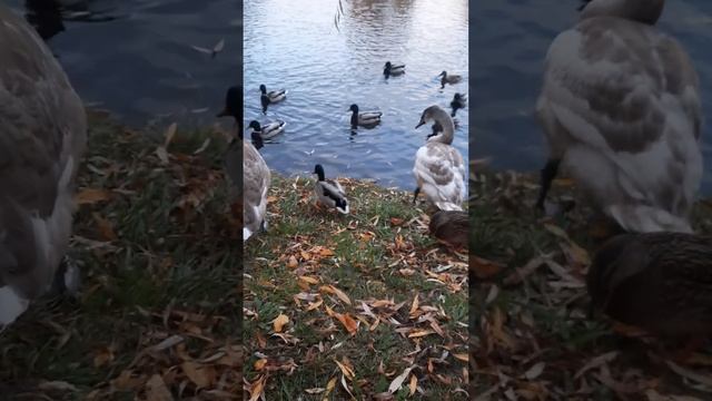 под ?такую?музыку и клевать приятно ? смотреть онлайн