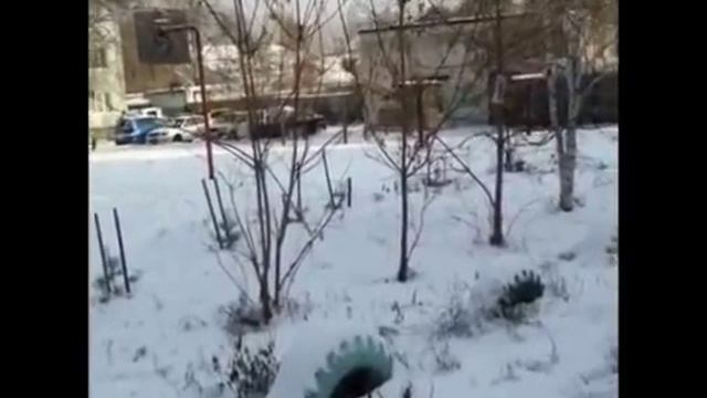 рысь в Благовещенске 12 11 2016 mp4 смотреть онлайн