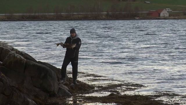 Наконец то Погода, КАМБАЛА! РЫБАЛКА на донку и спиннинг! Рыбалка в Норвегии. Норвегия. Рыбалка. смотреть онлайн