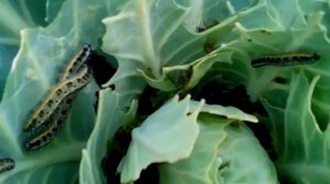 ГУСЕНИЦА КАПУСТНИЦА