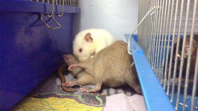 Крысы делают груминг смотреть онлайн