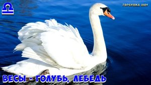 КАКАЯ ТЫ ПТИЦА ПО ЗНАКУ ЗОДИАКА