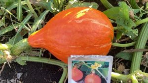 Тыква Ушики Кури