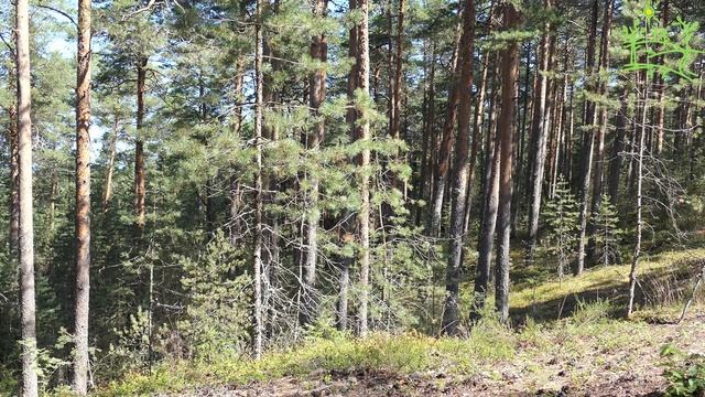 Ты уснешь  ЗА 10 МИНУТ. Пение птиц в хвойном лесу.( Singing birds in the coniferous forest.)