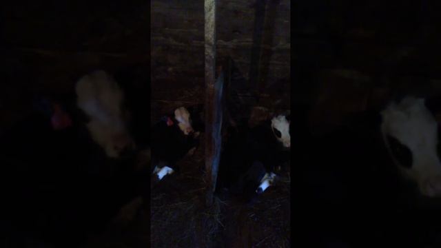 Сколько времени выращивают быков ярославской породы. смотреть онлайн