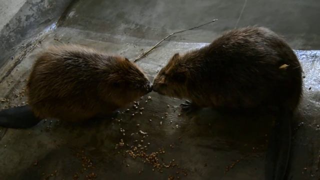 Воронежский заповедник. Бобровый питомник. Видео 2 смотреть онлайн