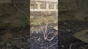 Growing and propagating a Hardy Kiwi Berry (Actinidia Arguta, "Issai").