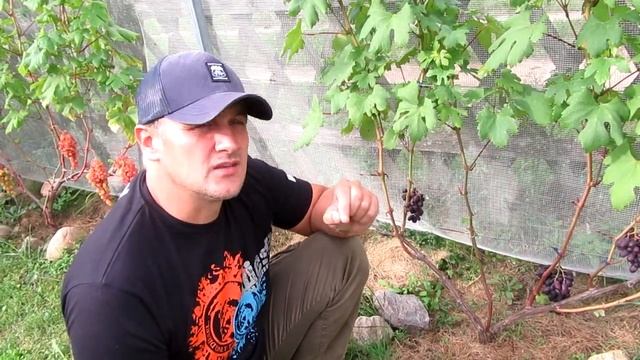 ??Вкус винограда Каталония. Стоит садить или нет? Виноград. смотреть онлайн