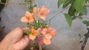 bougainvillea mary palmer e hugh evans