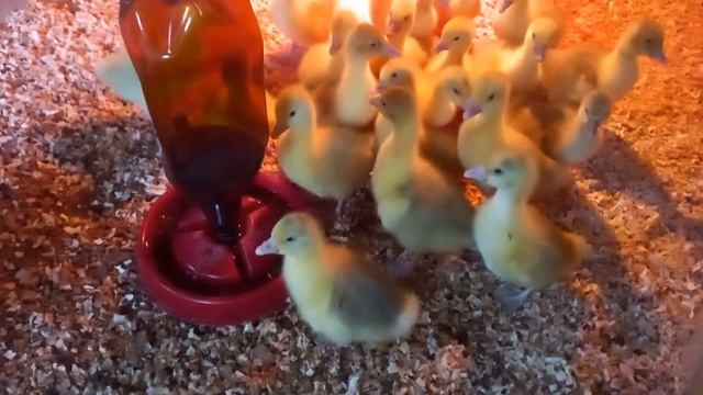 Гусята и финская полька смотреть онлайн